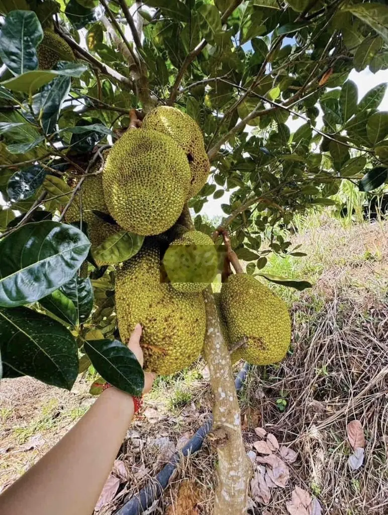 Về bắc nên cô chú bán nhanh vườn trái cây tại Bình Phước