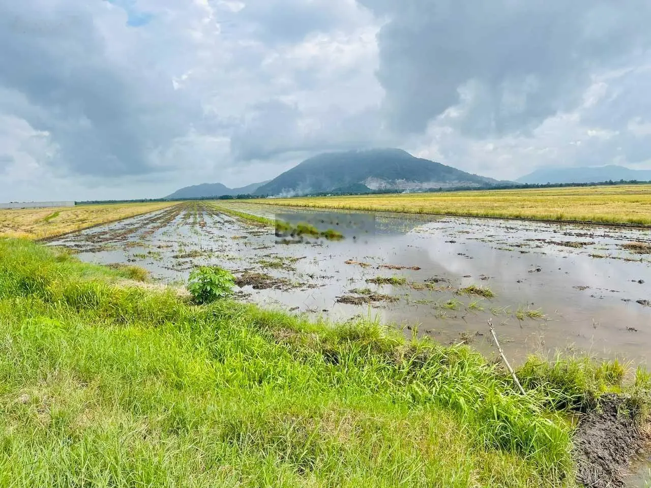 Bán 24 công ruộng tại Cô Tô, Tri Tôn, An Giang