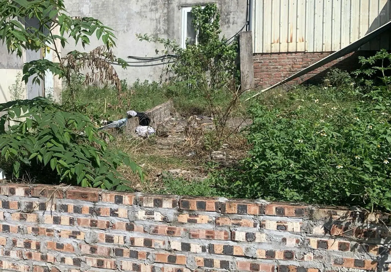 Bán đất thổ cư chính chủ Mê Linh, gần vành đai 4, giá vô cùng hợp lý