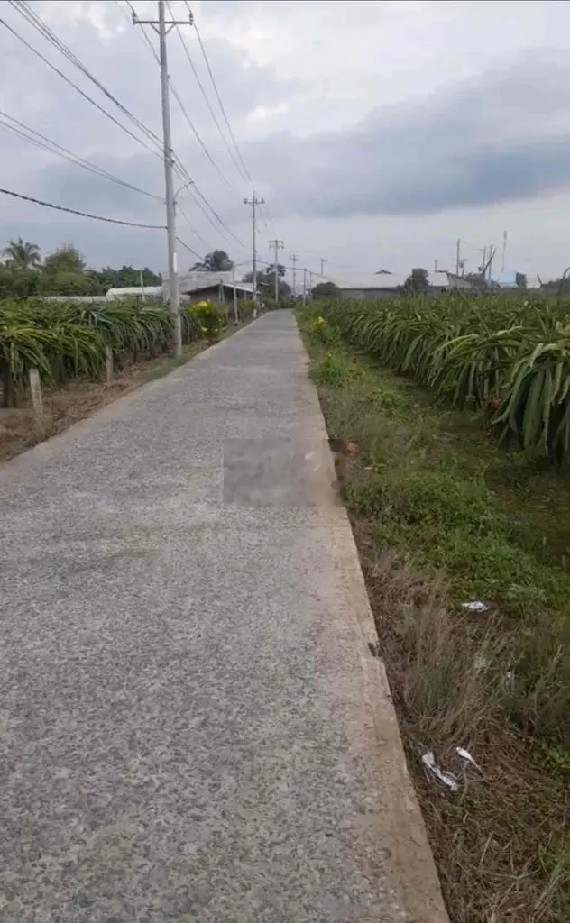 đất trồng thanh long 299tr/công cách nhựa 827 150m