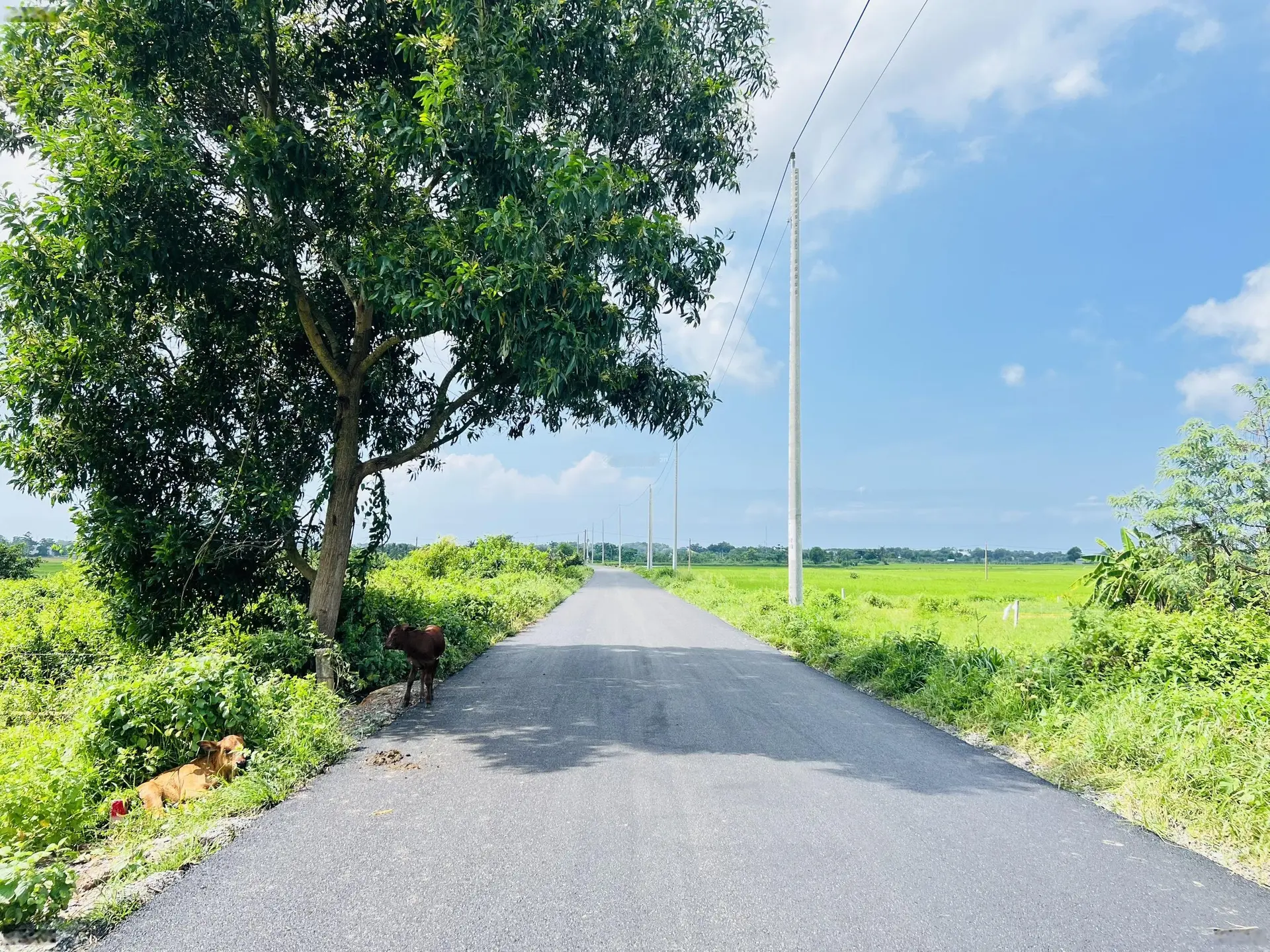 CÒN DUY NHẤT 1 LONG MỸ GẦN BIỂN PHƯỚC HẢI CHỈ 3KM NHANH TAY Ạ