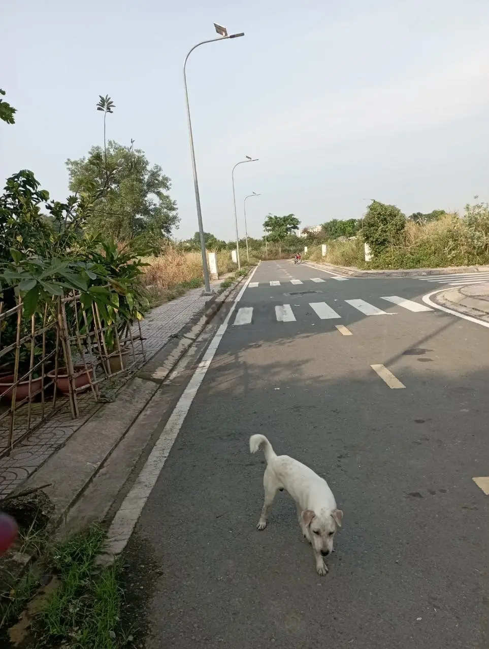 Hàng hiếm! Bán thật không ảo 90m2 (5x18m) Tân Phú Trung không quy hoạch bao xây dựng, 1tỷ2 còn TL