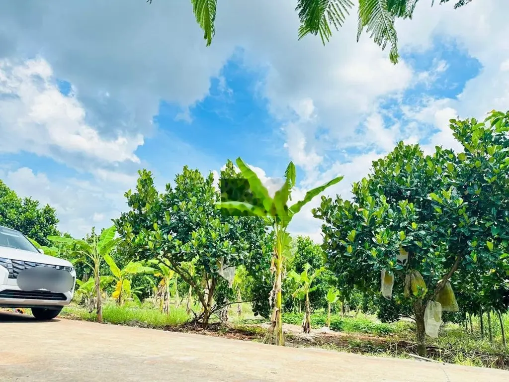 Chủ cần tiền bán mảnh vườn tâm huyết, 1000m2 thổ cư 100 - Bình Phước