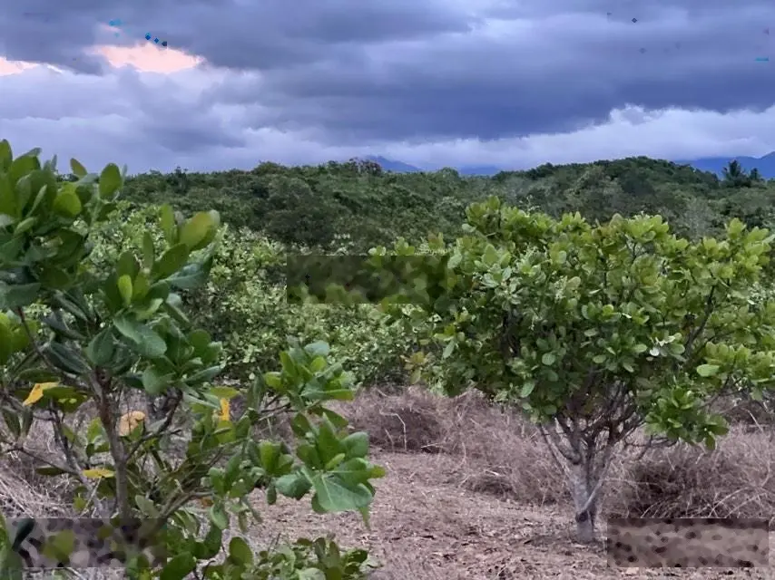 2,8ha đất trồng điều sẵn cần bán