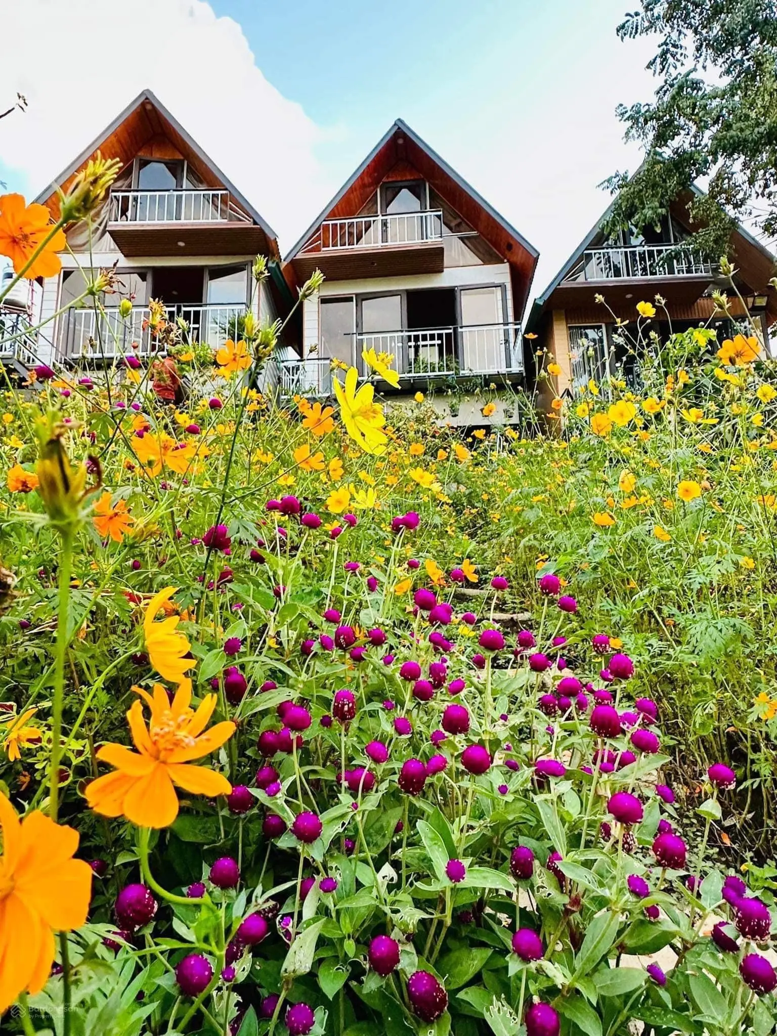 Bán Homestay xinh đẹp có 5 căn bungalow 2 nhà đất kiểu Mông đang kinh doanh hiệu quả
