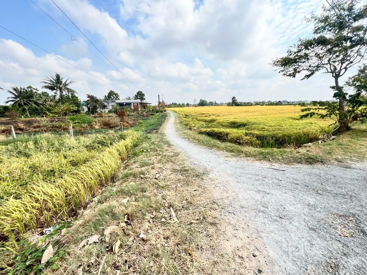Tôi chính chủ cần bán 1000m2 đất lúa tại thị trấn Tân Trụ