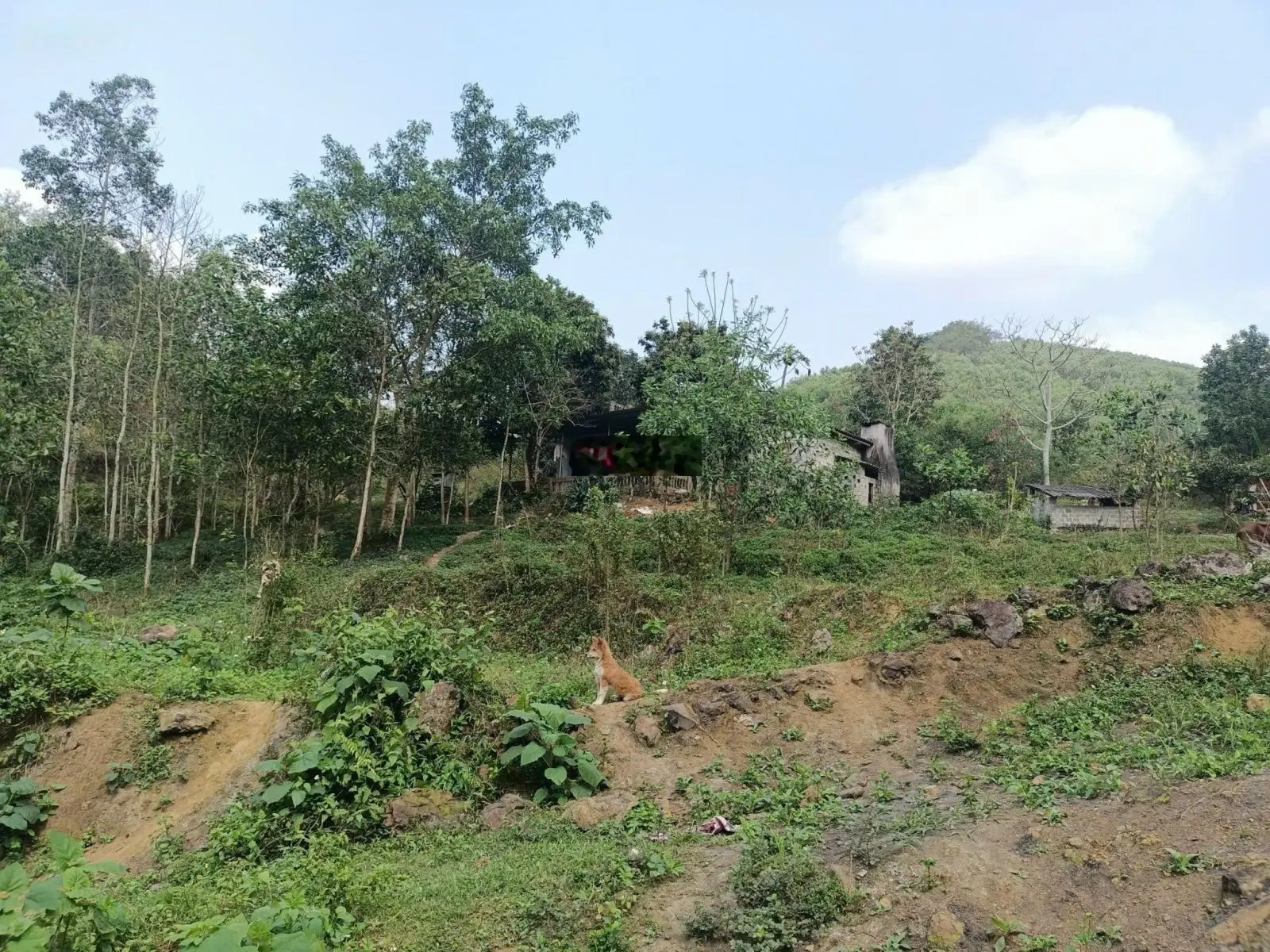 Tổng diện 2,3ha có 856m2 thổ cư có 344m2 cln tại Kim Sơn, Kim Bôi, Hòa Bình