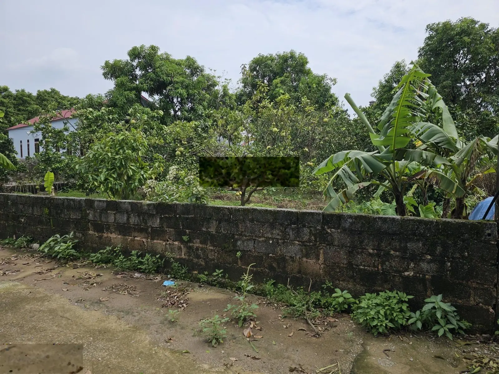 Chu cần bán 517m2 thổ cư 200m2 tại thôn Đông Nam xã Nam Phương Tiến Chương Mỹ. Giá cực sốc