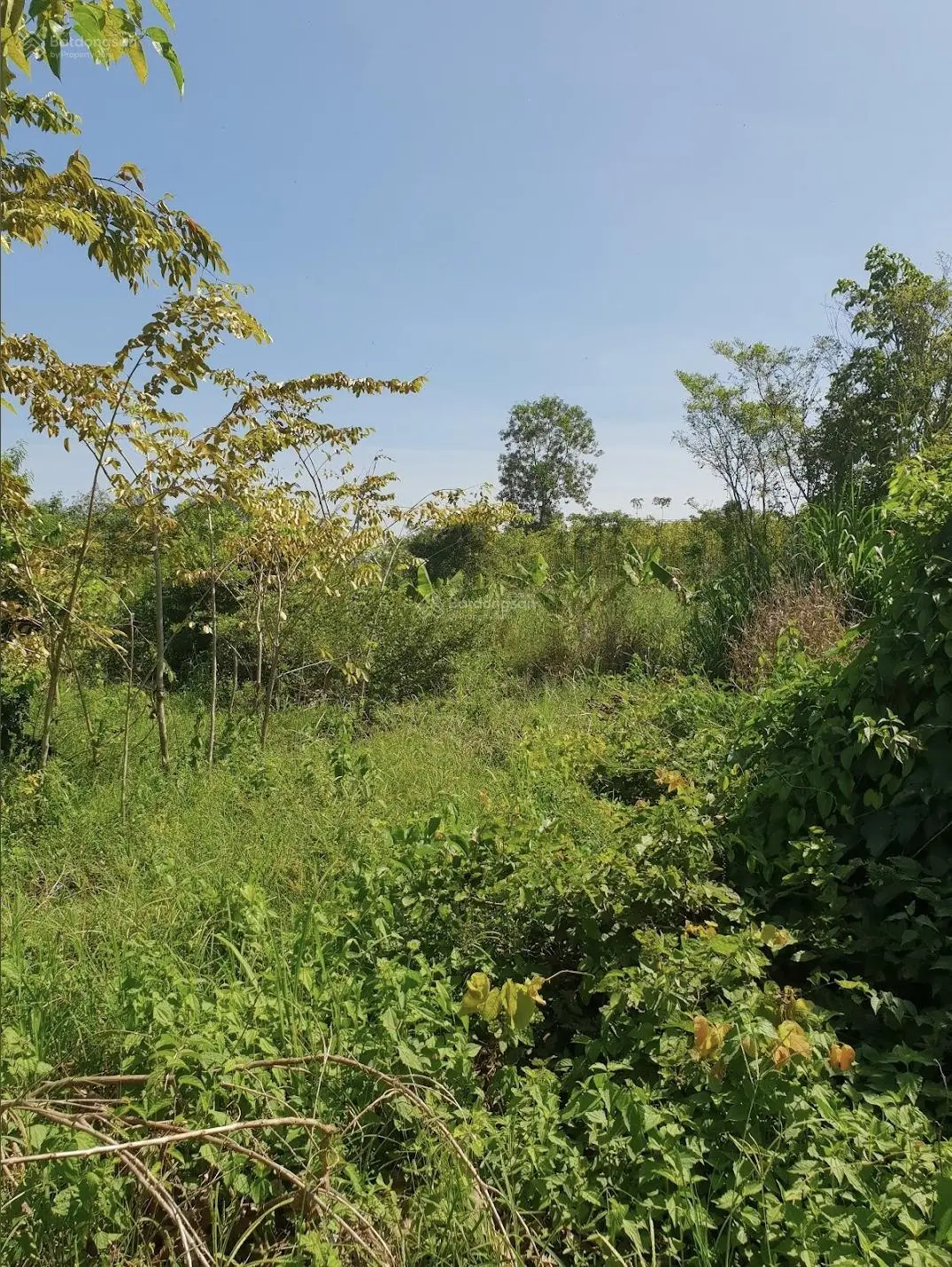 Bán đất sổ đỏ 34,444m giá 16,8tỷ. Cần bán gấp để đi định cư. Sổ đỏ sẵn công chứng sang tên ngay
