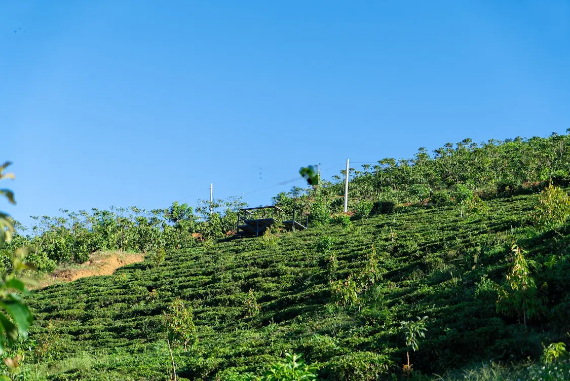 Hình thật tại đất-săn mây đồi Bát Up-hồ nước sẵn làm view vô cực, đồi chè-cây ăn trái sầu riêng, bơ