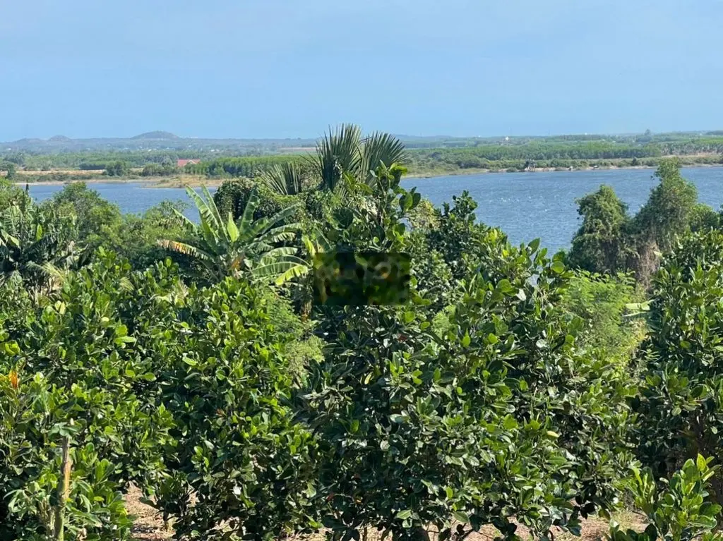 BÁN VƯỜN TRÁI CÂY VIEW HỒ LỚN XUỐI RAO - CHÂU ĐỨC