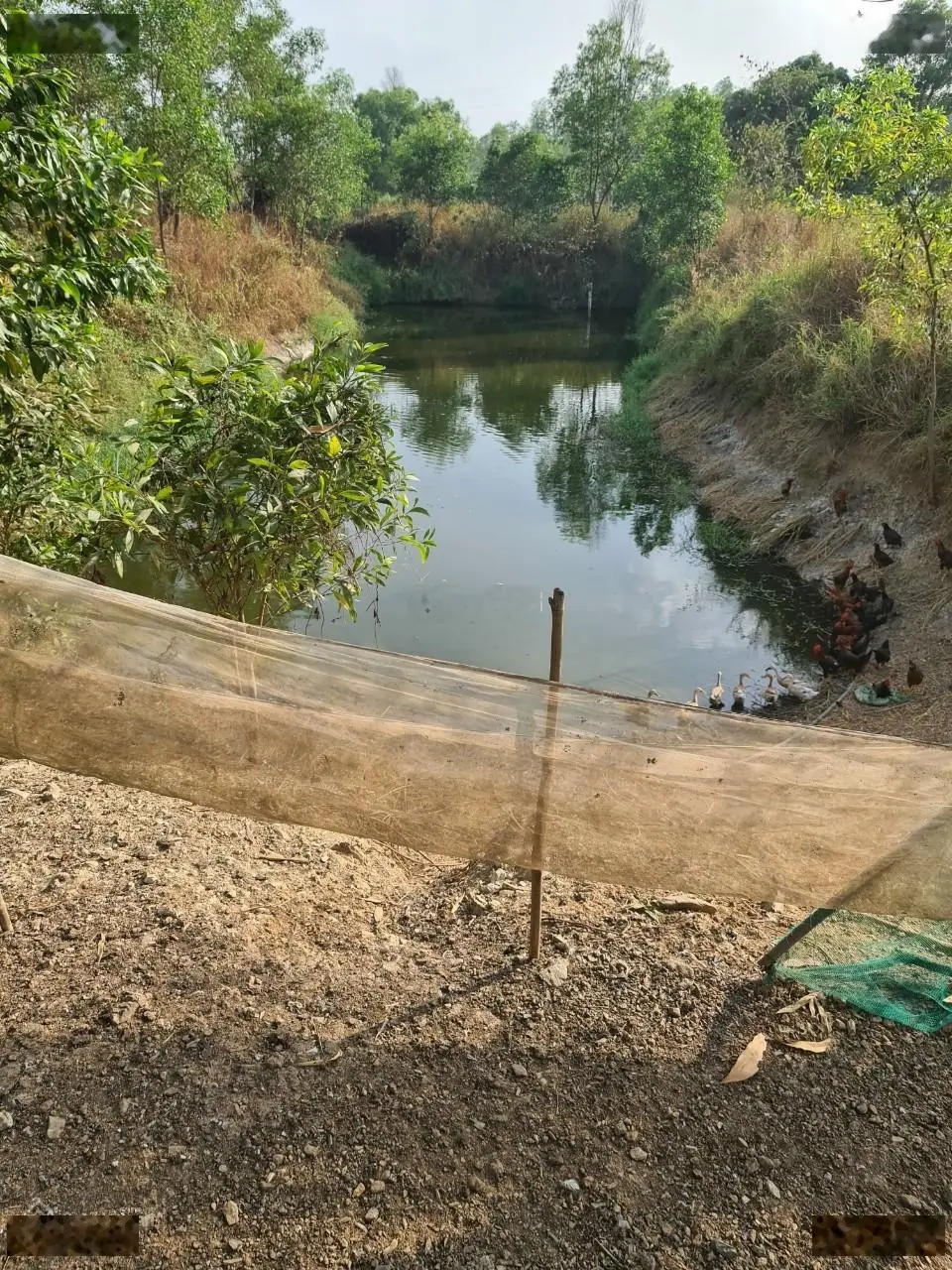 Bán đất trang trại xã Sông Trầu, Trảng Bom, Đồng Nai giá bán, có 2 nhà cấp 4, 2 dãy chuồng