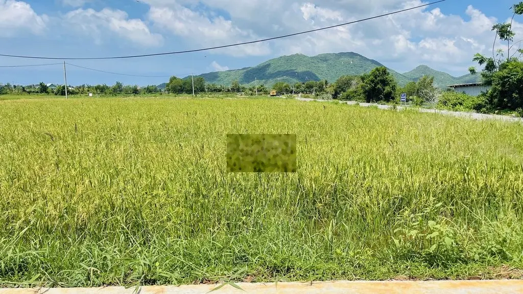 BÁN ĐẤT THỊ TRẤN PHƯỚC HẢI ĐẤT ĐỎ BÀ RỊA VŨNG TÀU