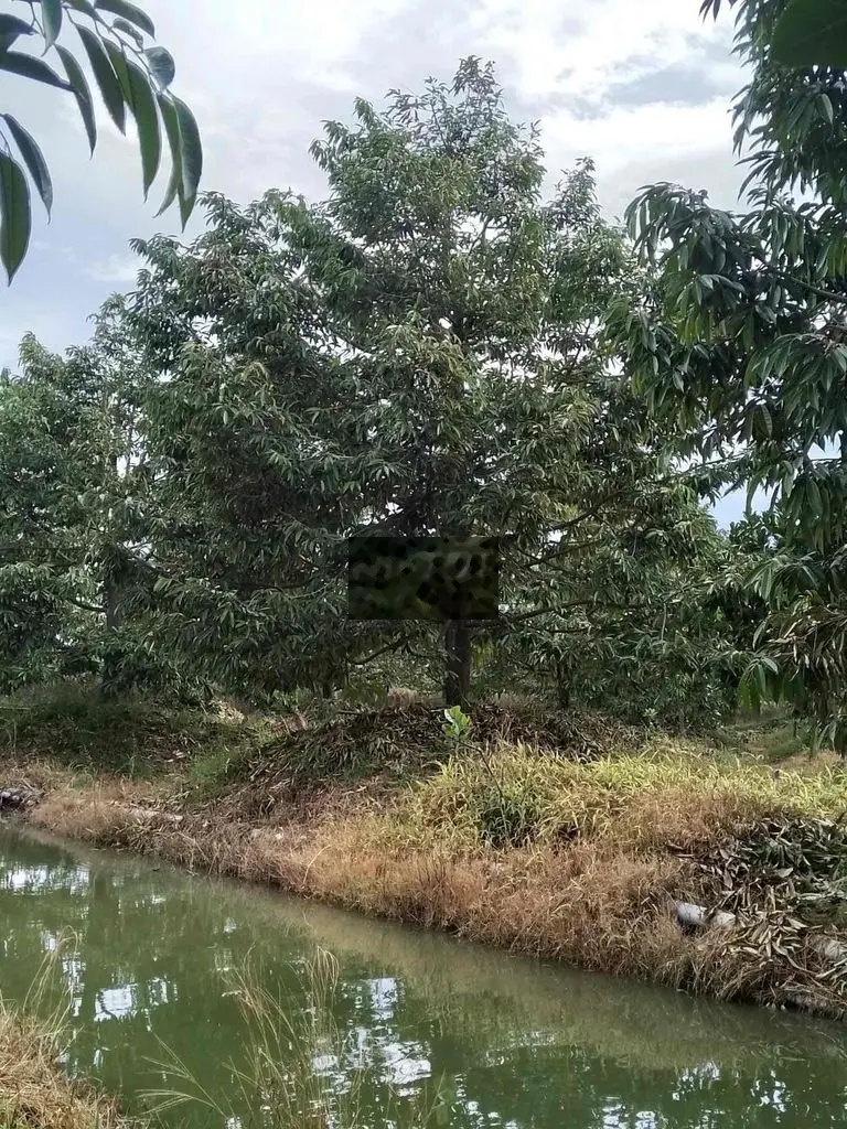 Cần bán đất