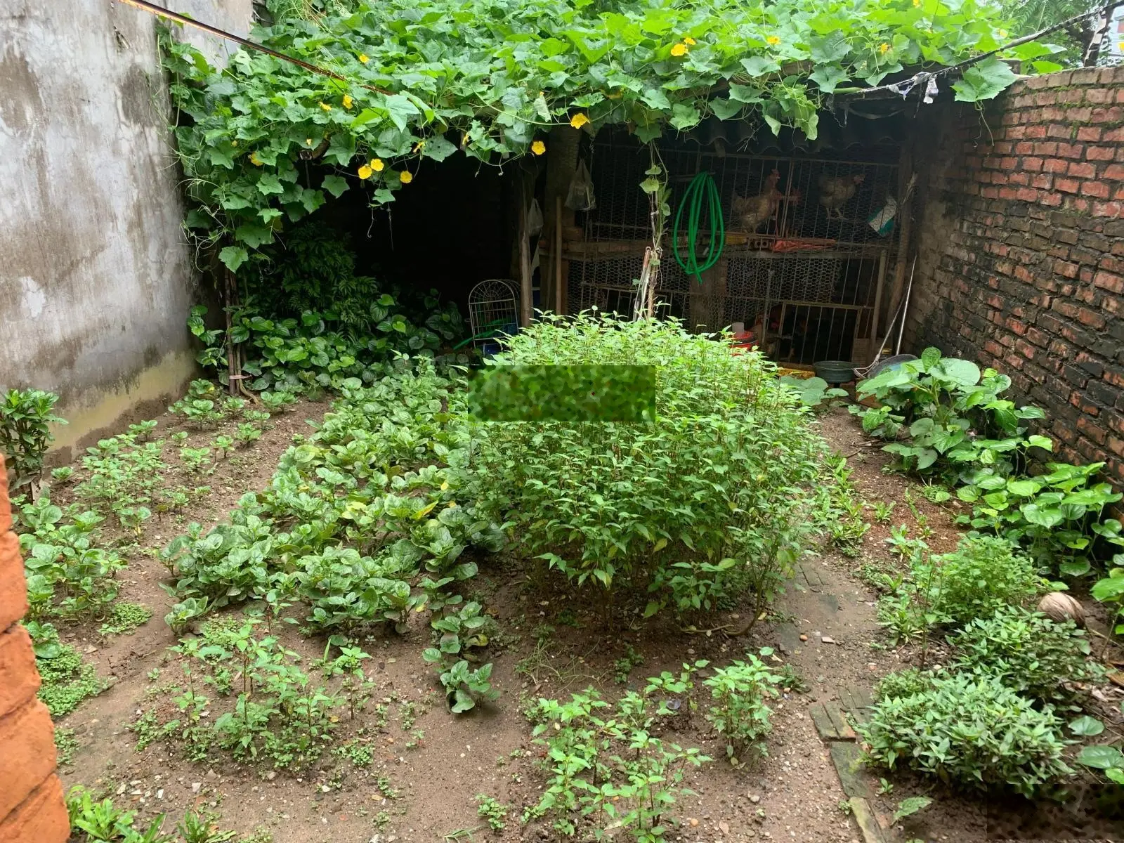 Bán đất Việt Hưng, Long Biên, Hà Nội
