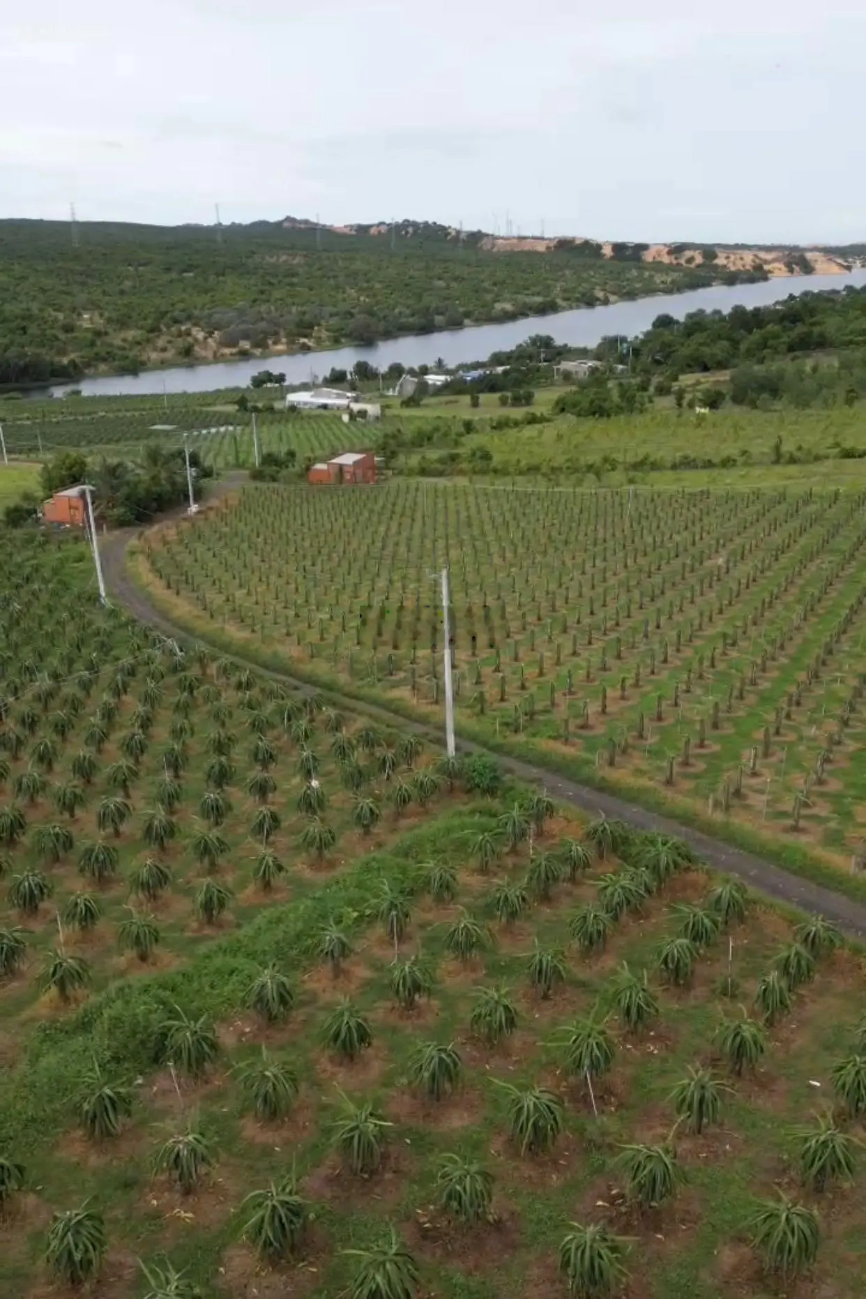 1tr2/m2 mô hình nhà vườn khép kín công nghệ cao khu vực Farm Hoà Thắng,canh tác 3 năm,lấy quả ngây