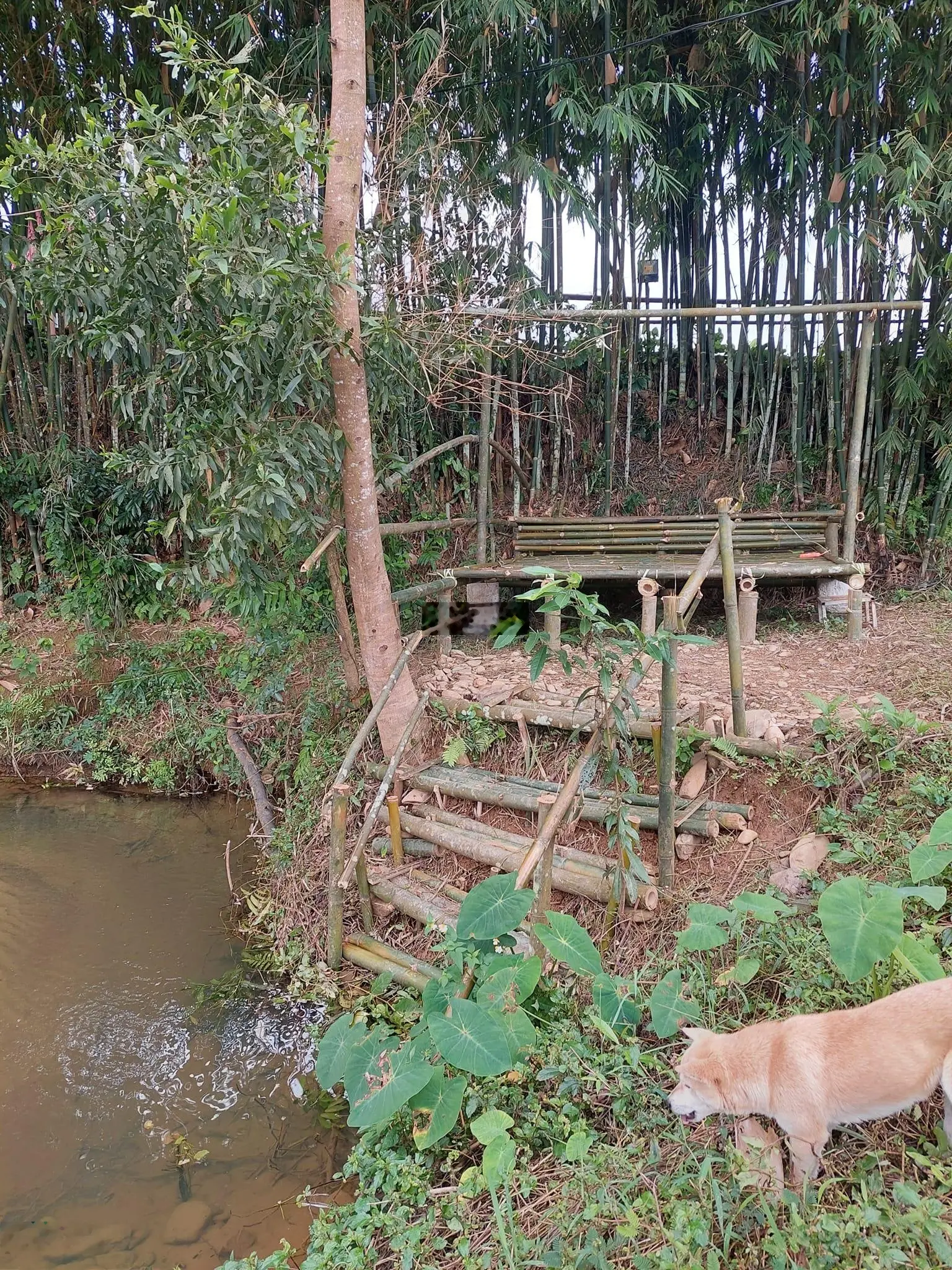 Cần bán 23.000m cây lâu năm sát suối làm nhà vườn, trang trại vị trí rất đẹp tại xã Hoà Ninh giá rẻ