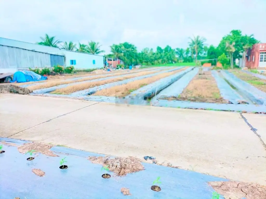 <𝐂𝐚̂̀𝐧 𝐁𝐚́.𝐧> THỬA ĐẤT LỘ Ô TÔ 3M THUỘC ẤP CHÁNH XÃ LÝ VĂN LÂM.