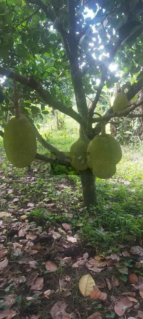 Bán đất tặng luôn khu vườn mít đã thu hoạch- đường xe hơi