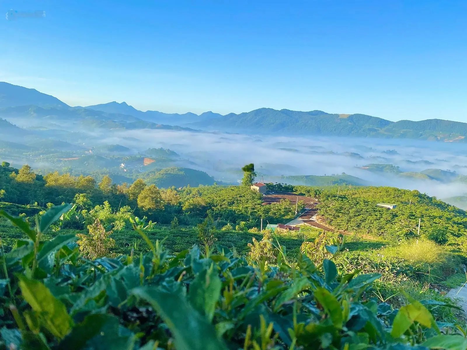 Hình thật tại đất-săn mây đồi Bát Up-hồ nước sẵn làm view vô cực, đồi chè-cây ăn trái sầu riêng, bơ