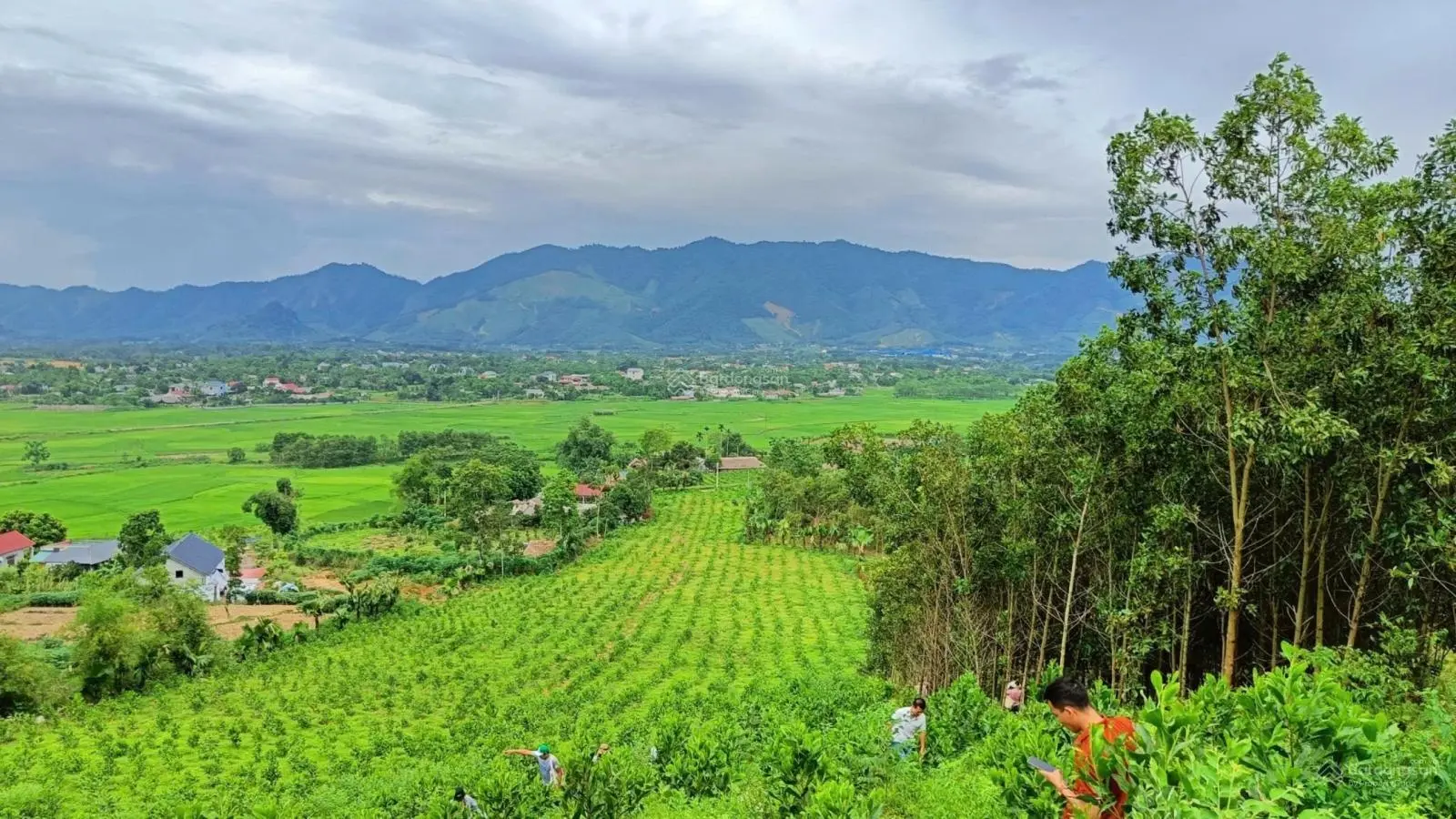 Bán 6000m2 view đồi chè có thổ cư, bám đường lớn, đất phẳng tại Hưng Long, Yên Lập, Phú Thọ