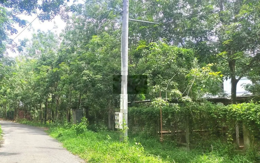Đất đường Trần Văn Trà Ấp Giòng Tre Bình Minh TP Tây Ninh