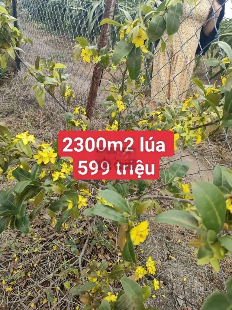 257triệu/1000m2 ( 2300m2 ) vườn cây trái 500 gốc mai châu thành LongAn