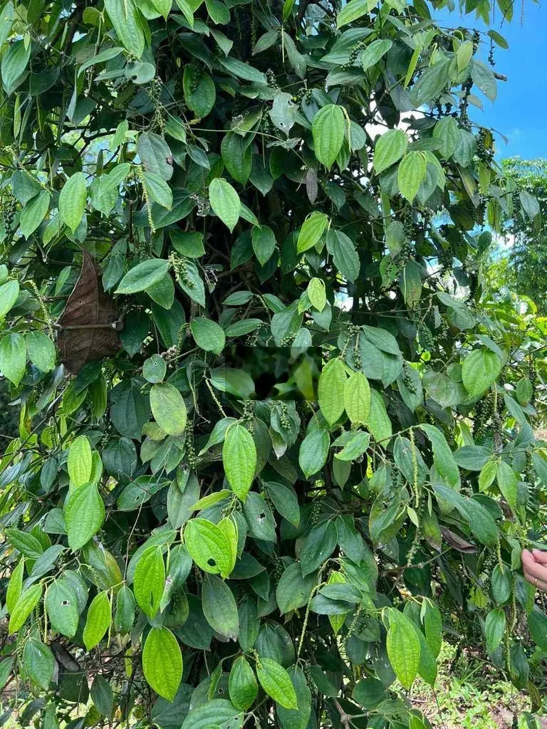 6 sào view đập mát mẻ