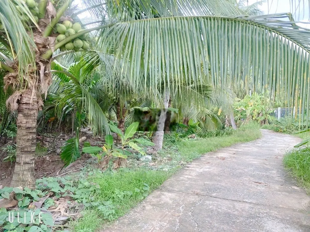 CHÍNH CHỦ BÁN 2.300M2 Ở THÀNH PHỐ BẾN TRE, Ô TÔ ĐẾN KẾ BÊN ĐẤT!