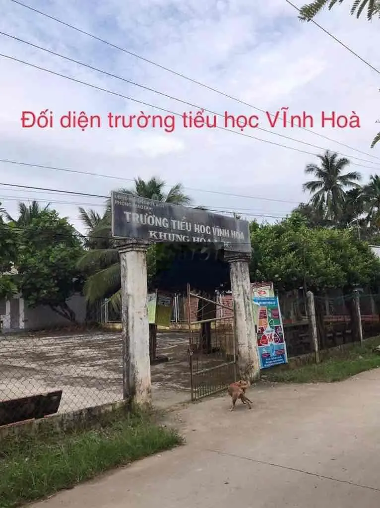 Bán đất đường xe hơi Vĩnh Hoà, Chợ Lách, 6000m2, 4.5 tỷ, đất đã rào B4