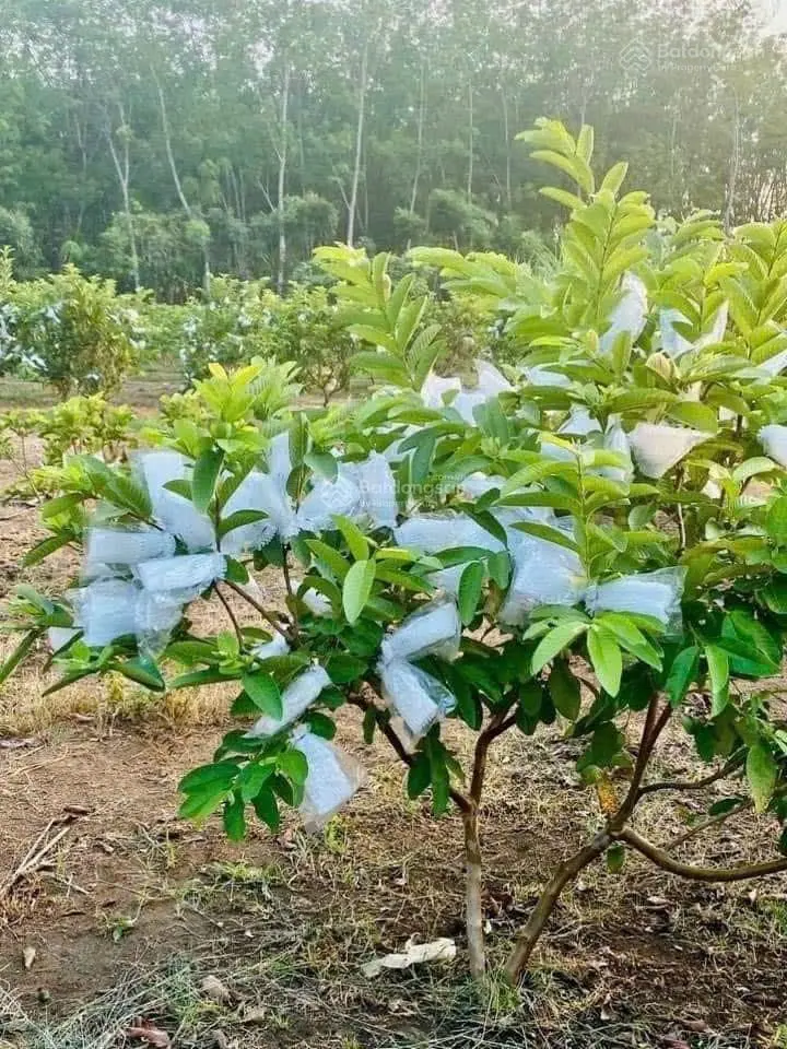 Kẹt tiền lắm chủ mới bán lại miếng nhà vườn có sẵn cây ăn trái ở Bình Phước, sổ hồng riêng