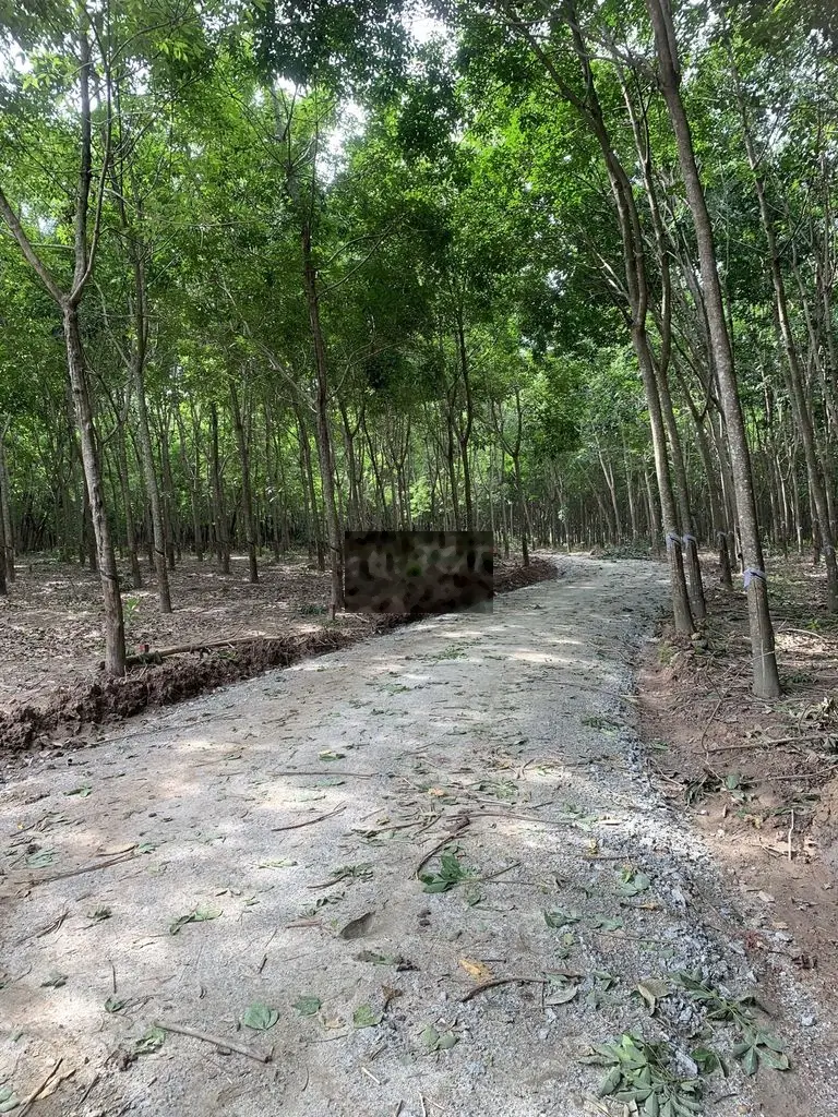 Sỉ 29 nền đất sào Minh Thành, Chơn Thành, Bình Phước 270tr