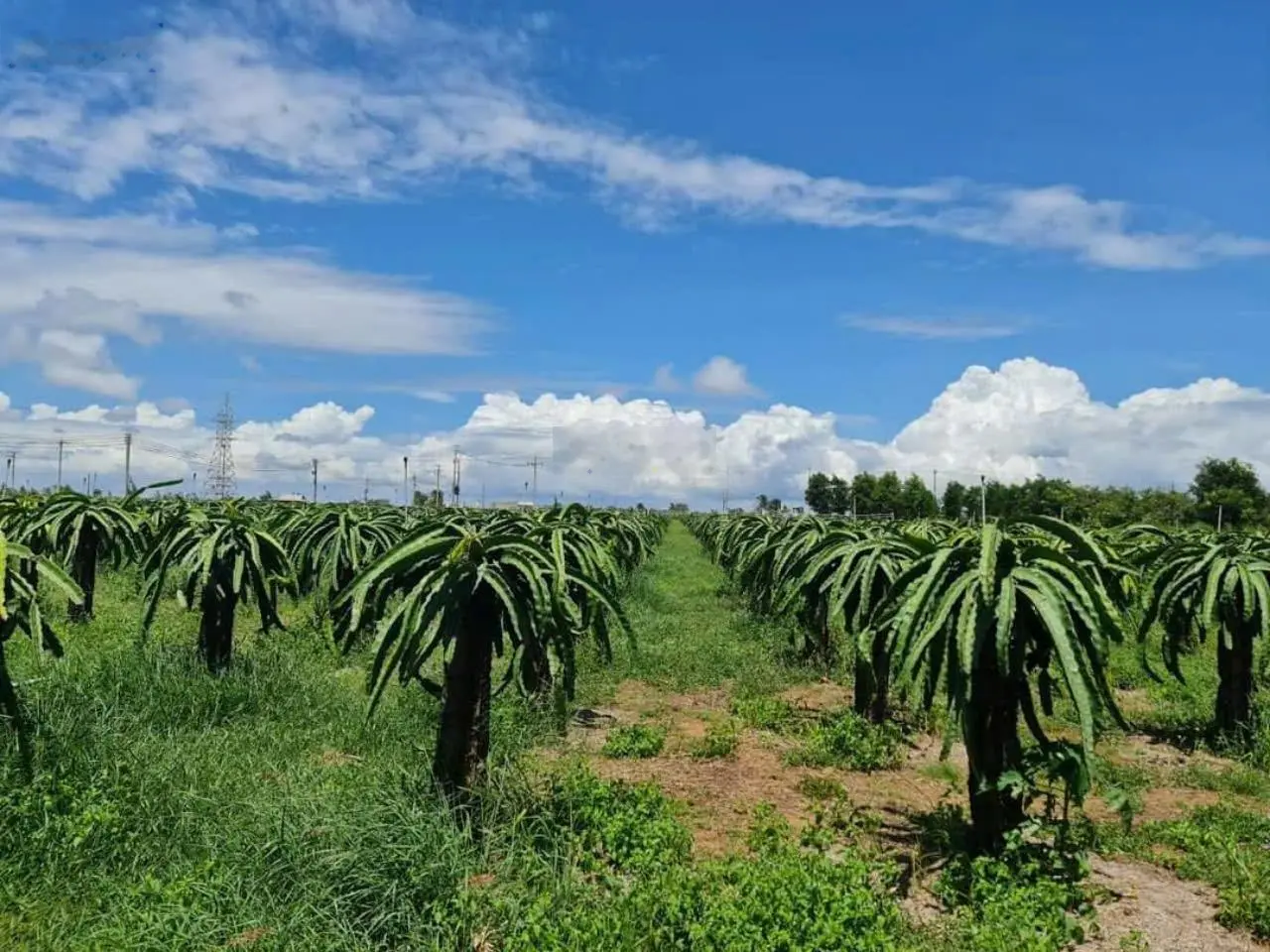 Bán đất trang trại mặt tiền đường liên tỉnh, gần biển Nova Thuận Quý, Bình Thuận, diện tích 5ha