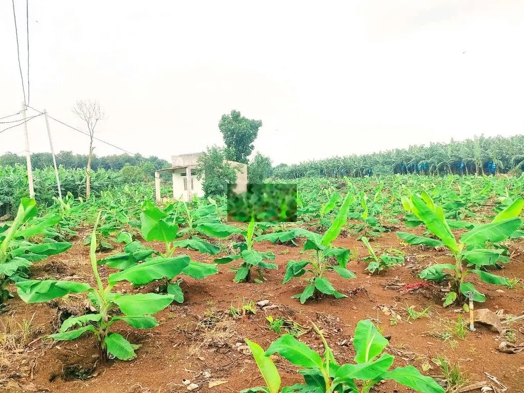 Bán 6,5 sào đất cây gáo mt dài miên man