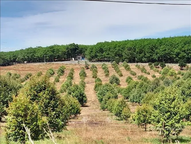 Dân địa phương cần bán do thua lỗ trong nông nghiệp, ra nhanh miếng đất vị trí đẹp, tâm huyết 150m2