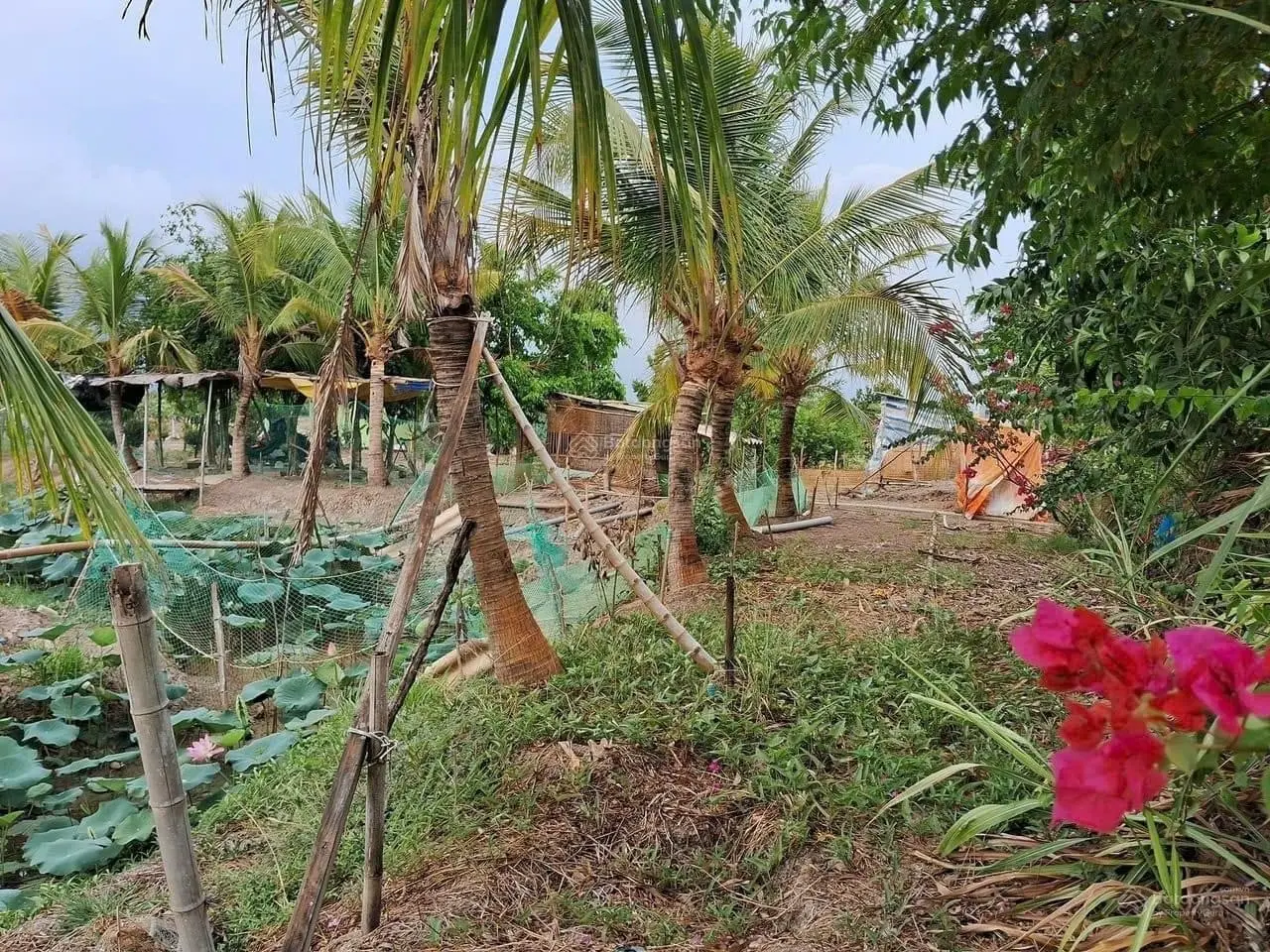 Ngợp nợ cần bán gấp nhà vườn nghỉ dưỡng 500m2 ngay Sơn Đông, Bến Tre vào ở ngay