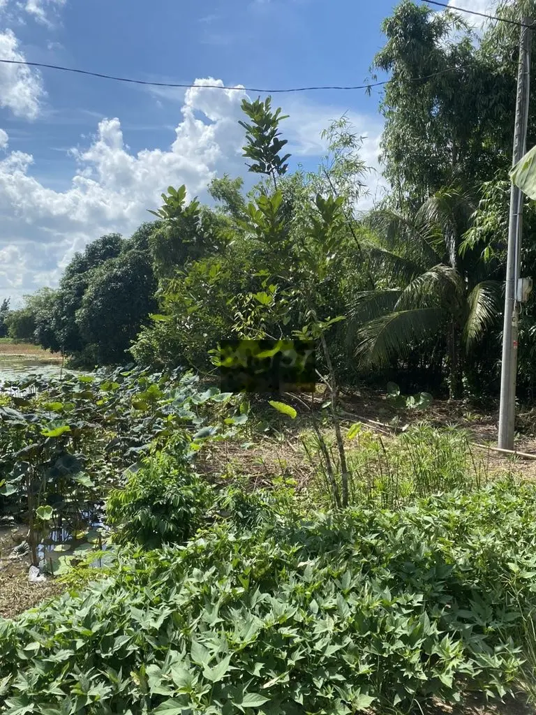 CẦN BÁN NHÀ VÀ ĐẤT KINH MỘT NGÀN GIÁ 200 TRIỆU