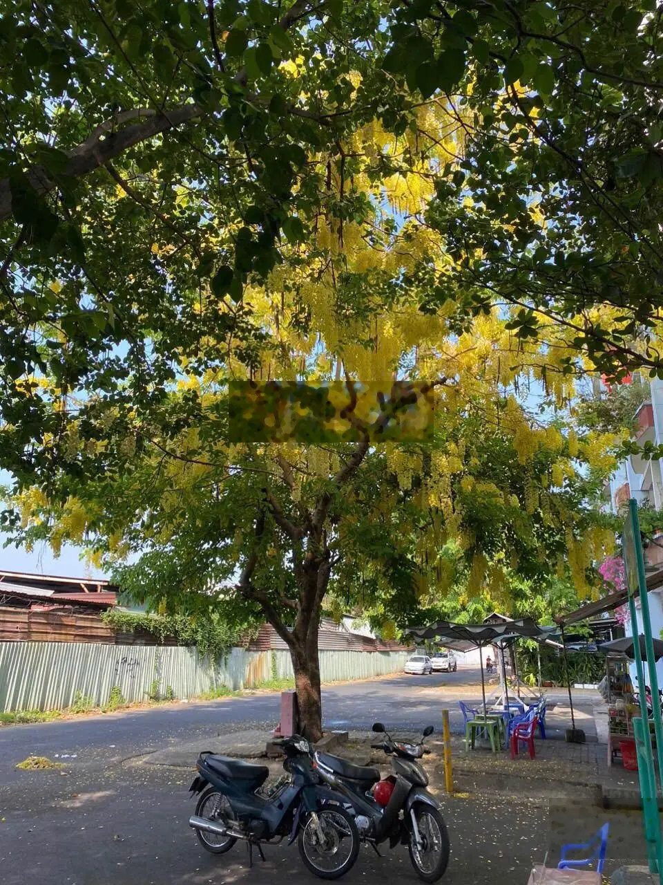 1,5 tỷ - CC III Bùi Minh Trực, P5, Q8, 44,3m2 SHR 1PN 2 ban công cạnh trường THCS Sương Nguyệt Anh