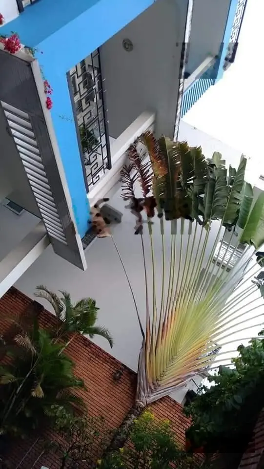 Biệt thự - 203m2 - đường 7m - Nguyễn Duy Trinh - Bình Trưng Tây