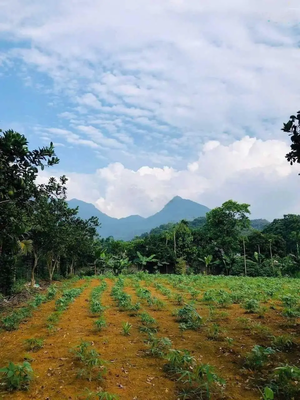 CHỦ GỬI BÁN 914M ĐẤT TẠI MINH QUANG BA VÌ HÀ NỘI,TÀI CHÍNH 1,X TỶ