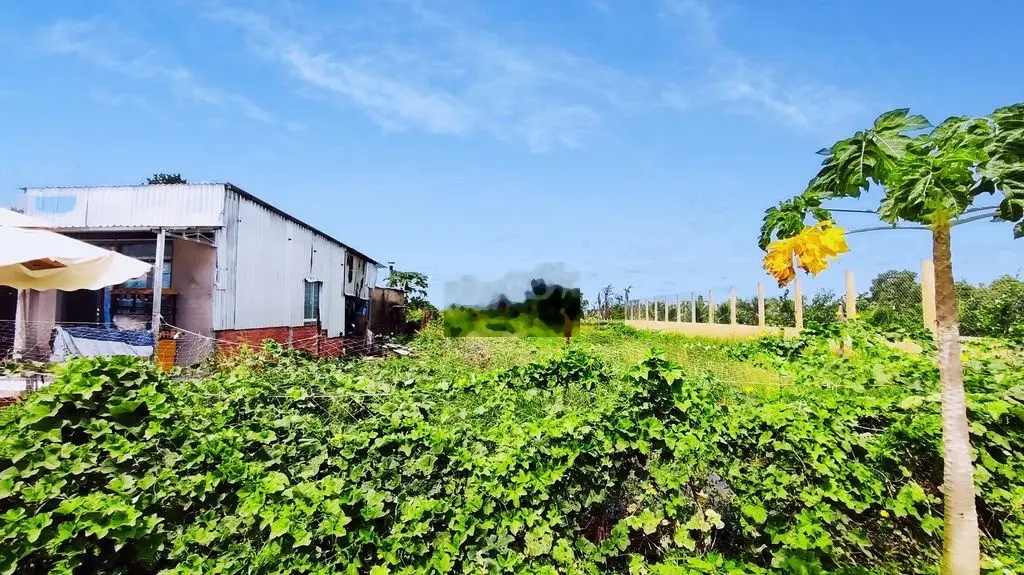 Cần bán gần 2000m2 đất full thổ cư ở Cần Giuộc - Long An