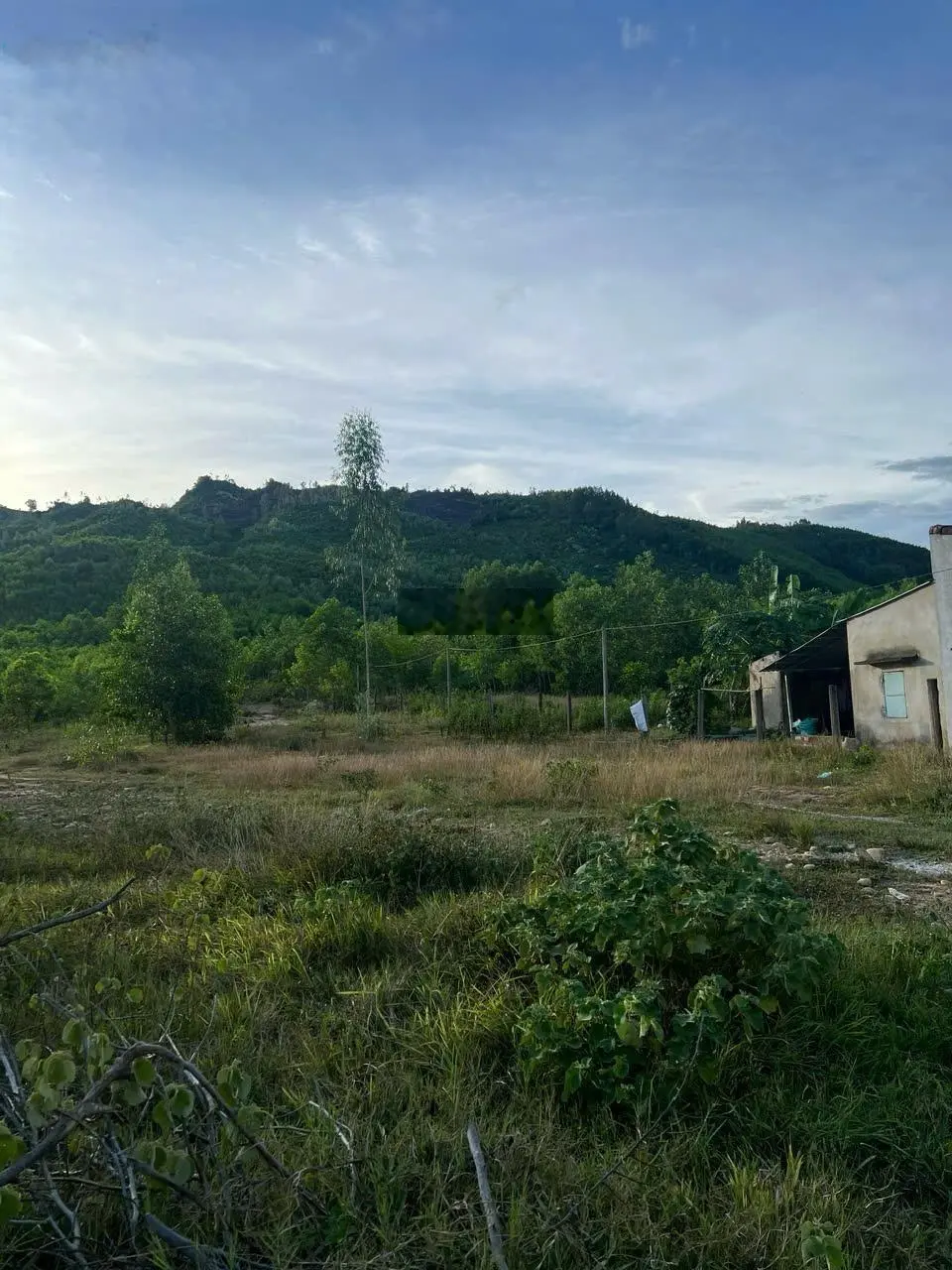 Bán hơn 3.5ha đất rừng thuộc TP Quy Nhơn, Bình Định