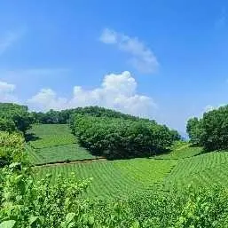 Bán 6000m2 có thổ cư tại thị trấn Yên Lập