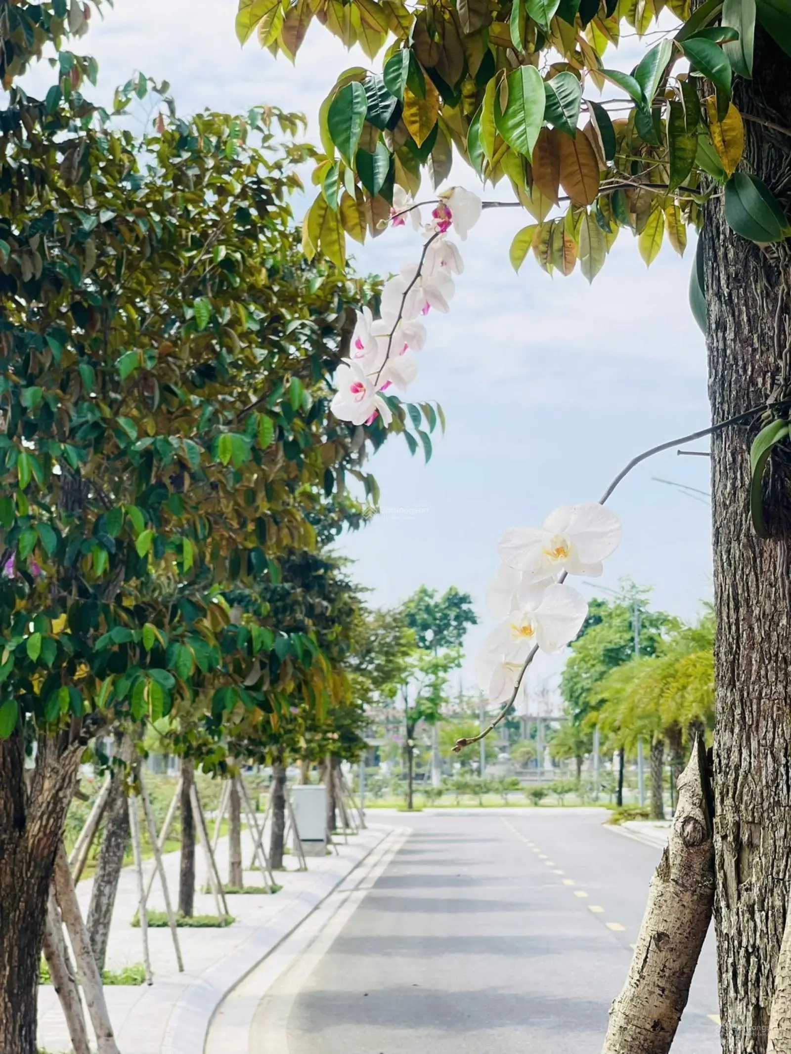 Nền shophouse 2 mặt tiền, trục đại lô chính, view hồ mắt rồng, lại còn gần áp góc. Giá chỉ 3, xx tỷ