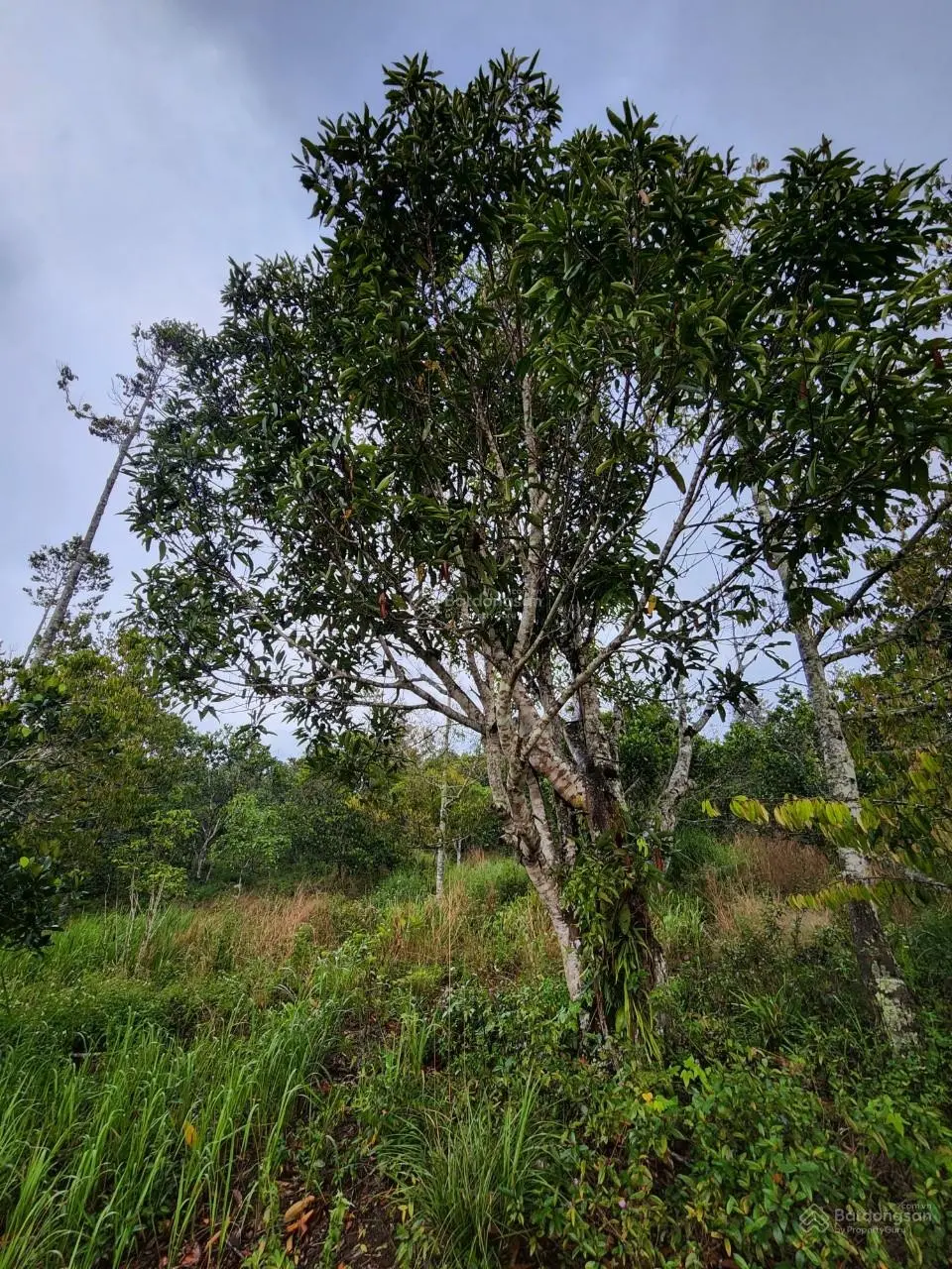 6.5ha, 390m mặt tiền QL28, suối chảy quanh năm, gần Gia Nghĩa Đắk Nông