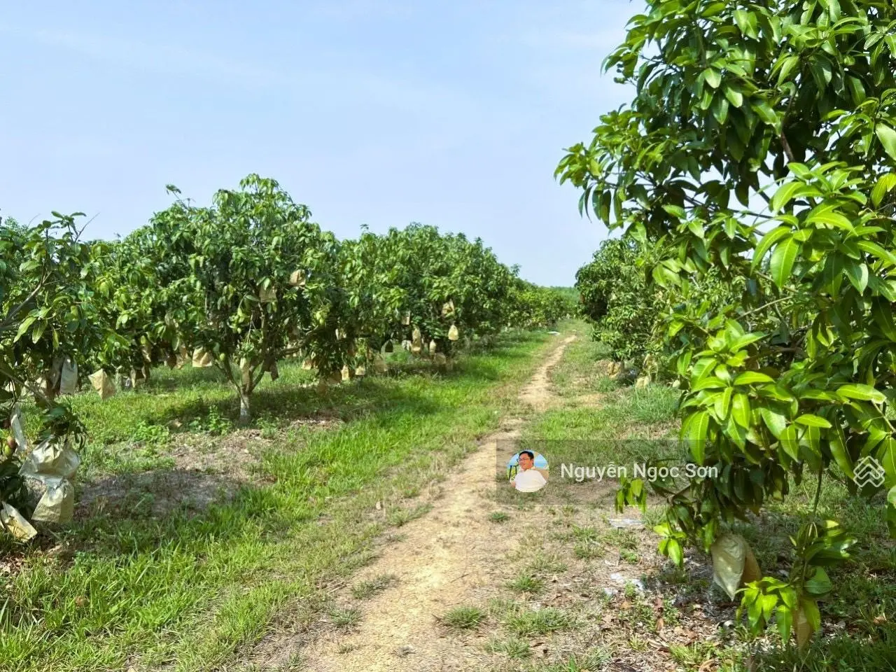 Bán gấp vườn xoài đang thu. Cách Ql 20 1km. Đường bê tông sát đất. Giá 650k/m2. Gọi ngay 0933 589 ***