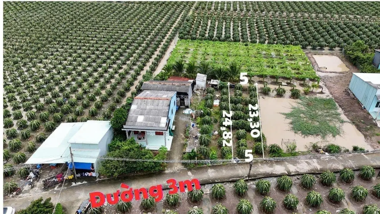 Bán 2 Lô đất thổ ở ấp Bào Dài , Thanh Phú Long , Châu Thành , LA _ Diện Tích : 5 x 25 ( 126m2 ).