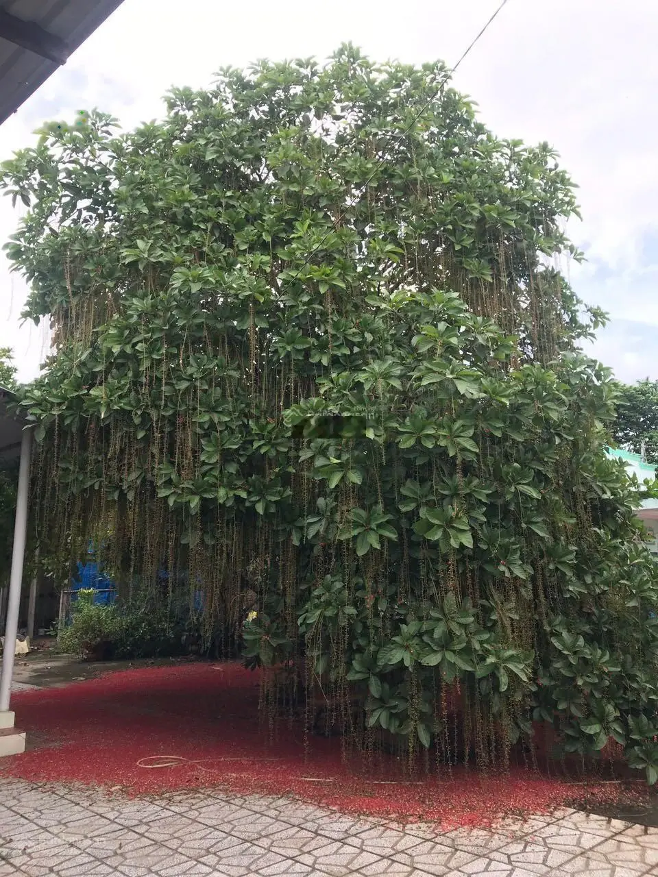 Bán nhà vườn đầy đủ công năng có nhà yến mặt tiền sông Sài Gòn quanh năm mát mẻ
