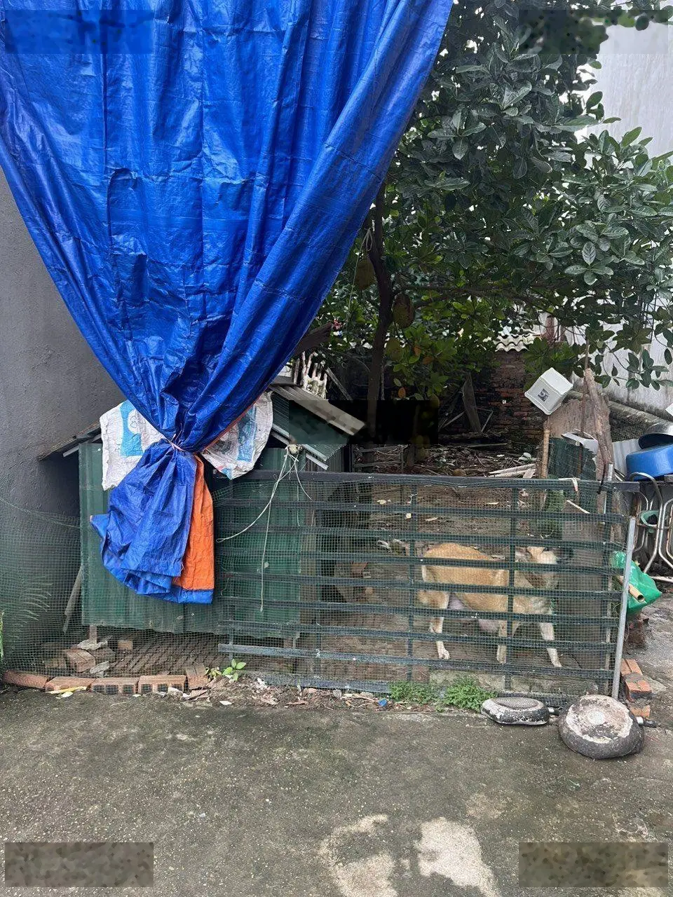 Bán 40m2 Hải Bối xóm 4 hàng hiếm xe máy tránh không quy hoạch nhanh thì còn ạ