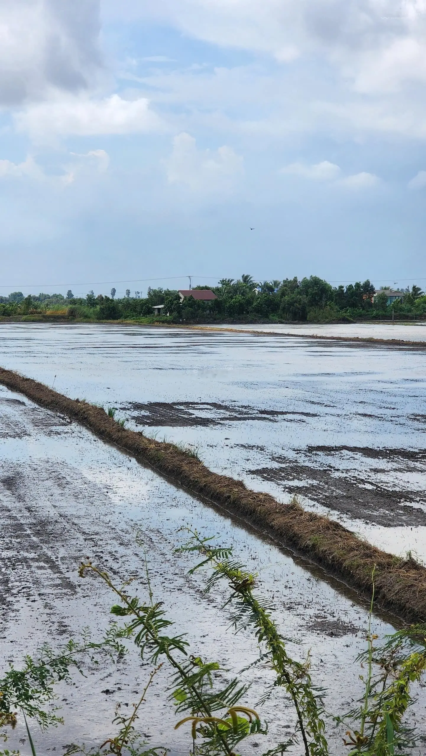 Bán đất xã Tân Thành, huyện Mộc Hóa, Long An